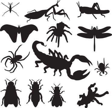 insect silhouette vector