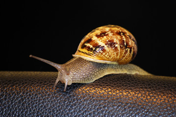 Escargot dans la nuit