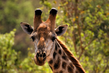 Fototapeta premium giraffe