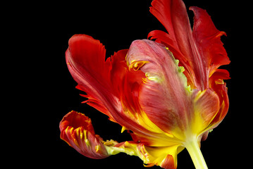 Fototapeta na wymiar Tulip - tulipan 46