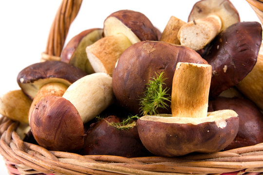 full  basket  mushrooms  isolated on a white background