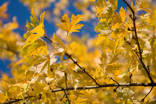 Yellow maple leaves on a  background sky