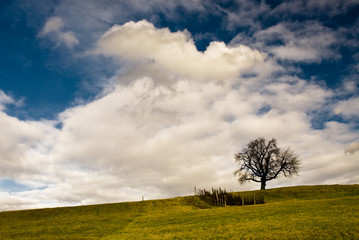 Lonely Tree on field