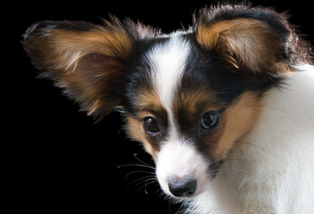The puppy papillon on a black background