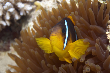 Naklejka na ściany i meble Clown fish protects his anemone