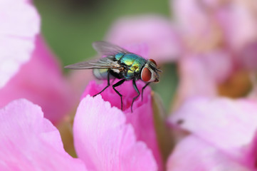 Fliege 2