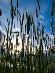 Silhouette of wheat stalks against a blue sky