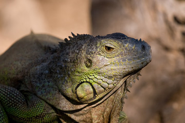 Iguana