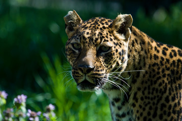 Ritratto di Leopardo
