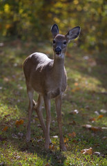 whitetail yearling on a forest edge in autumn