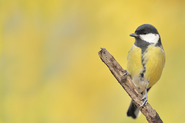 Obraz premium Mésange charbonnière Parus major