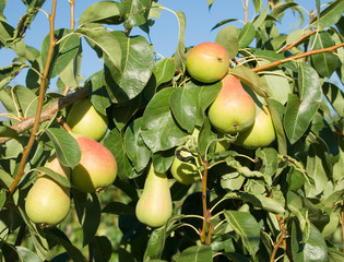 group ripe pears hang by branches