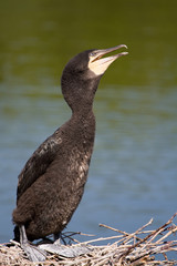 Cormorano