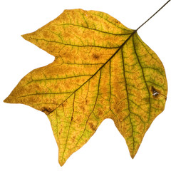 fall foliage that is yellow, green and brown on white