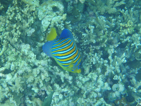 Kaiserfisch