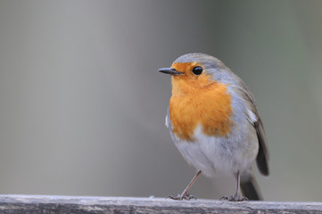 rouge gorge Erithacus rubecula