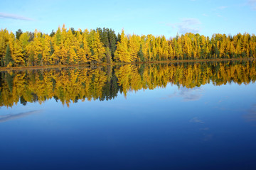 Larch around a blue lake in Canada
