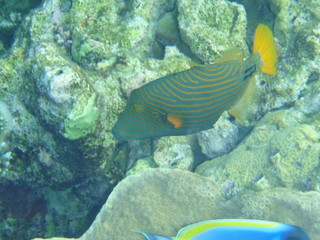 Gelbschwanz-Dr&uuml;ckerfisch