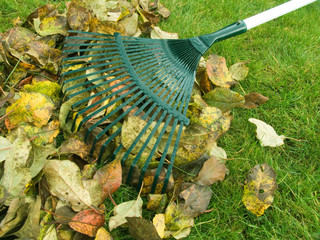 Cleaning of autumn leaves on a green lawn
