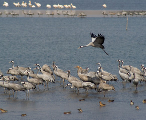 Cranes and pelicanes rest on lake in Israel on way to Africa