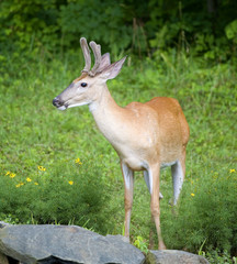 whitetail buck in flowers with velvet antlers