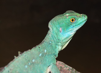 Green Lizard