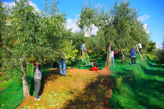 La raccolta delle olive 11