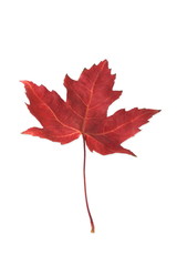 Full-size autumn leaf isolated on white