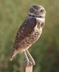 Small burrowing owl watching its surroundings