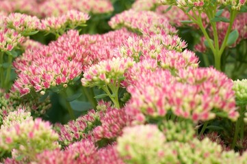 Fototapeta premium macro pink flowers