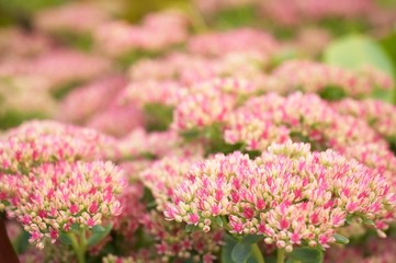 Obraz premium macro pink flowers