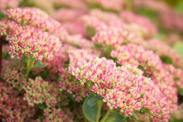 Obraz premium macro pink flowers