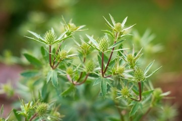 macro green flowers