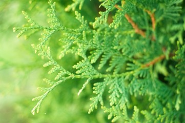 Fototapeta premium macro green juniper
