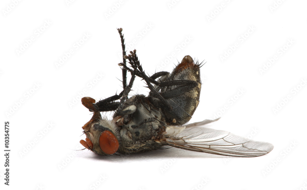 Wall mural dead fly isolated on a white background