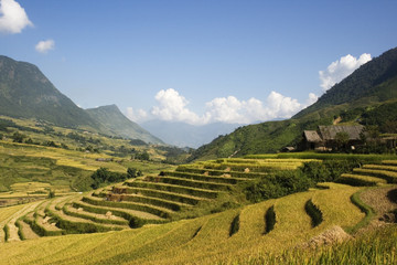 Rice terraces and blue skies