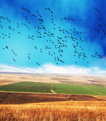 Birds in fields