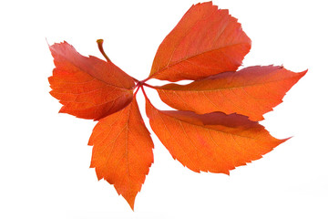 Leafage of wild grape on white background