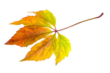 Leafage of wild grape on white background