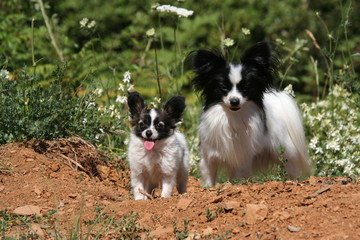 l'epagneul papillon et son chiot en campagne