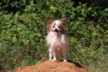 la tete de clown de l'epagneul papillon