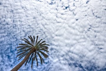 Palm and Dramatic Sky. Elba island. Italy.