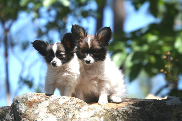 deux chiots epagneul sur un rocher