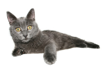 Small kitten on a white background.