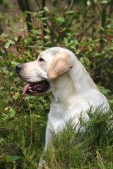 profil de la tete du labrador