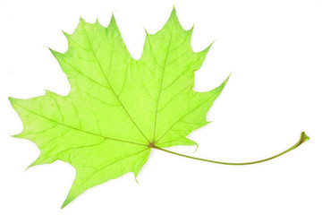 autumn leaf isolated on white background