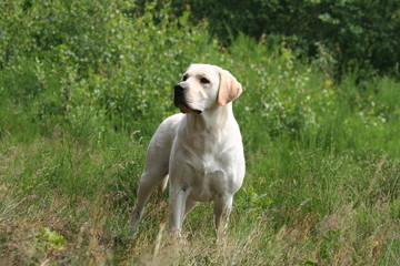 magnifique labrador qui regarde en l'air