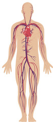 illustration of the human circulatory or cardiovascular system