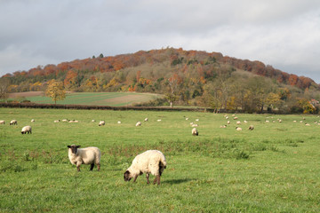 Fototapeta premium An English Rural Landscape with grazing sheep