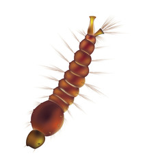 mosquito larva